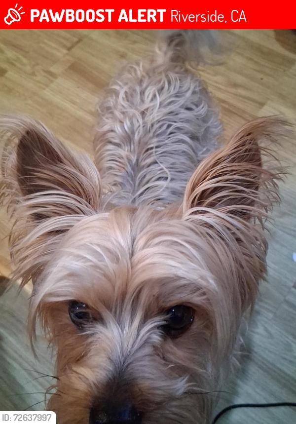 Lost Male Dog last seen Cottonwood , Riverside, CA 92506