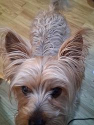 Lost Male Dog last seen Cottonwood , Riverside, CA 92506