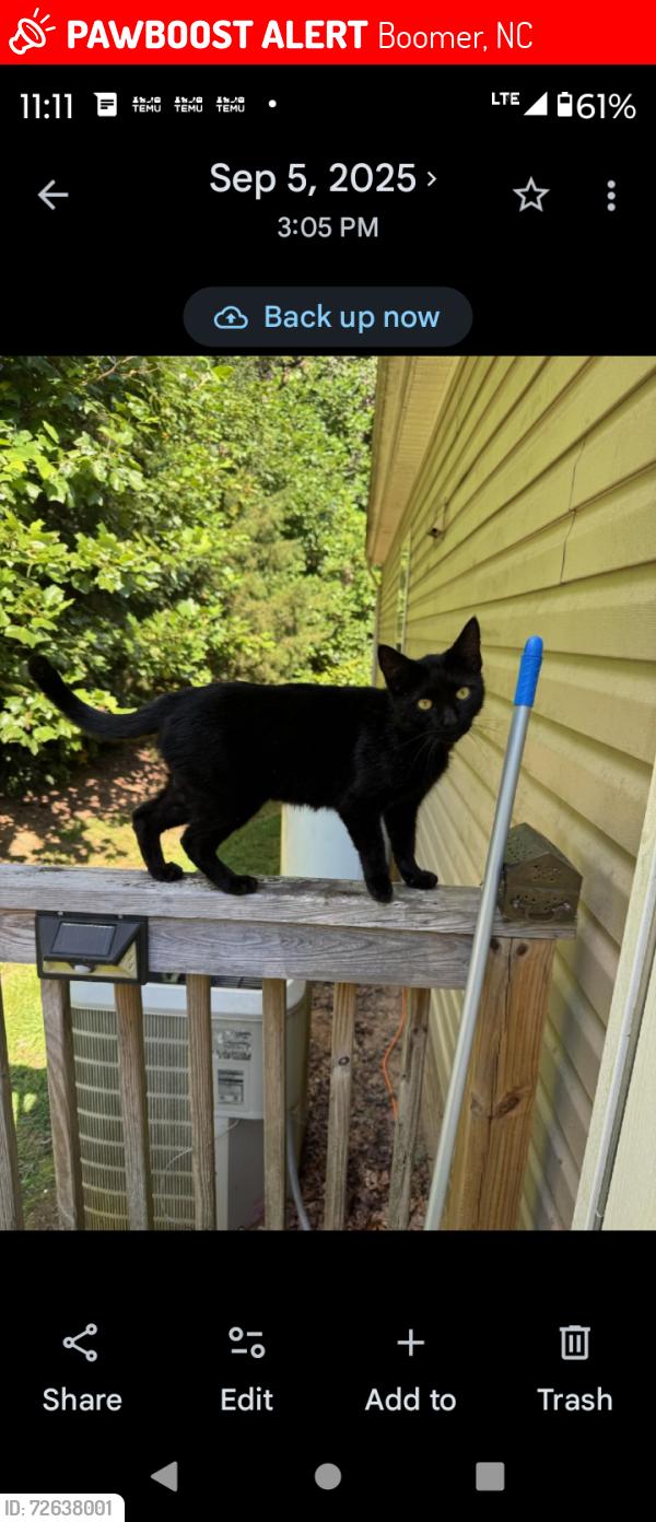 Lost Male Cat last seen Boomer area , Boomer, NC 28606