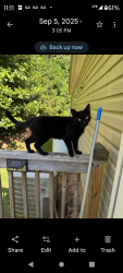 Lost Male Cat last seen Boomer area , Boomer, NC 28606