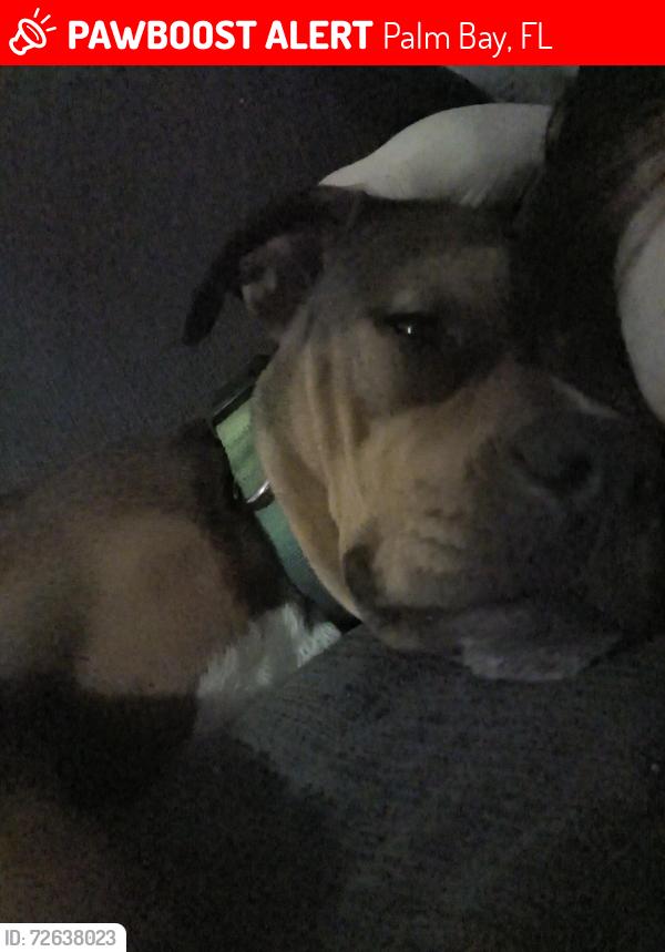 Lost Female Dog last seen Palm bay, Palm Bay, FL 32905