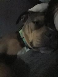 Lost Female Dog last seen Palm bay, Palm Bay, FL 32905