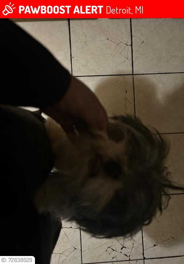 Lost Male Dog last seen wyoming and plymouth, Detroit, MI 48204