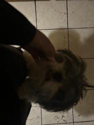 Lost Male Dog last seen wyoming and plymouth, Detroit, MI 48204