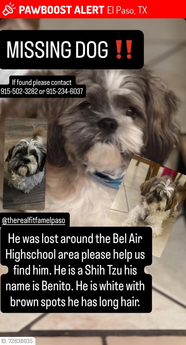 Lost Male Dog last seen Bel Air Highschool, El Paso, TX 79915