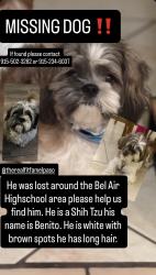 Lost Male Dog last seen Bel Air Highschool, El Paso, TX 79915