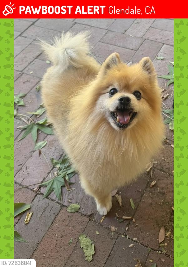 Lost Male Dog last seen Lauderdale Ave & Burrit Way , Glendale, CA 91214