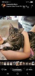 Lost Male Cat last seen Fm 1117 seguin tx, Guadalupe County, TX 78155