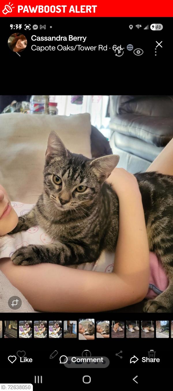 Lost Male Cat last seen Fm 1117 seguin tx, Guadalupe County, TX 78155
