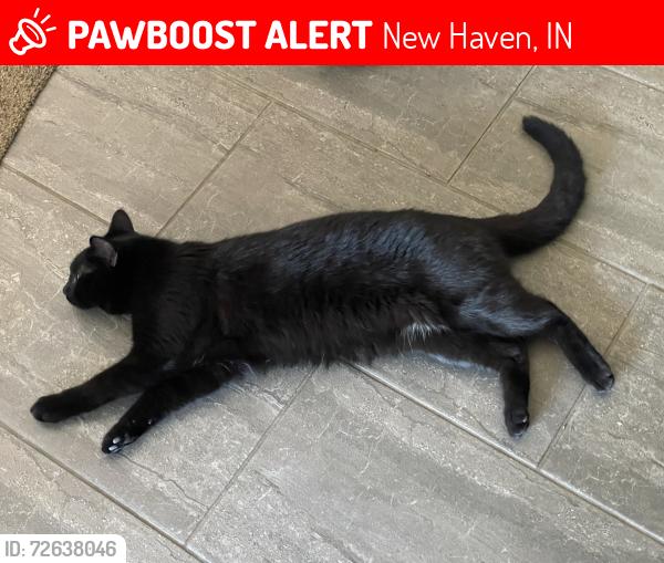 Lost Male Cat last seen Old 24 East / Doyle, New Haven, IN 46774