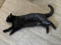 Lost Male Cat last seen Old 24 East / Doyle, New Haven, IN 46774