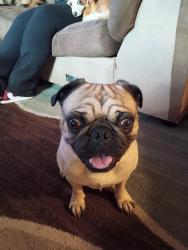 Lost Male Dog last seen Near and tejon street, Federal Heights, CO 80260