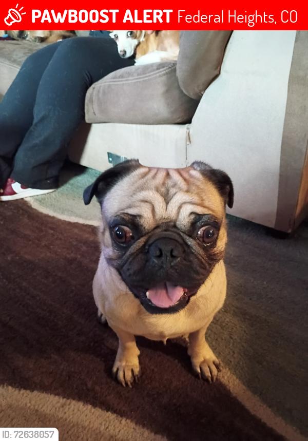 Lost Male Dog last seen Near and tejon street, Federal Heights, CO 80260