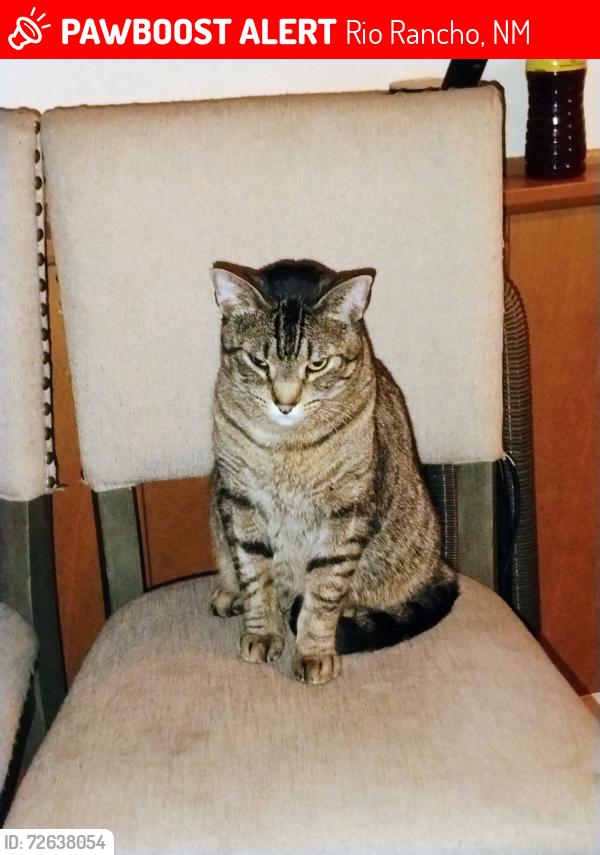 Lost Male Cat last seen Near Northern Blvd NW, Rio Rancho, NM 87124, Rio Rancho, NM 87124