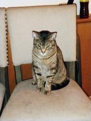 Lost Male Cat last seen Near Northern Blvd NW, Rio Rancho, NM 87124, Rio Rancho, NM 87124