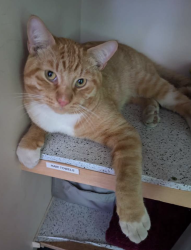 Lost Male Cat last seen Memorial Dr, Calgary, AB T2A
