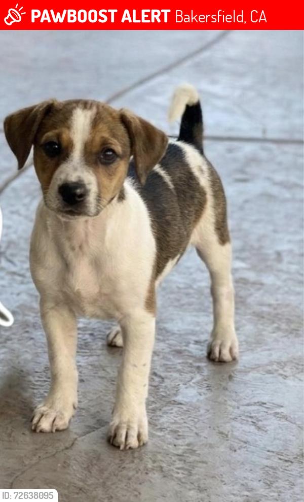 Lost Male Dog last seen Near sosa drive , Bakersfield, CA 93313