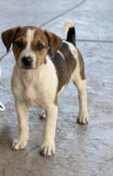 Lost Male Dog last seen Near sosa drive , Bakersfield, CA 93313
