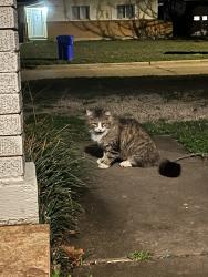 Found/Stray Unknown Cat last seen Dakota st and n sherry near the Cleveland elementary, Norman, OK 73069