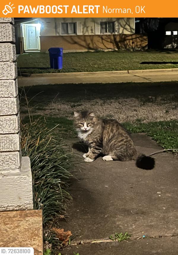 Found/Stray Unknown Cat last seen Dakota st and n sherry near the Cleveland elementary, Norman, OK 73069