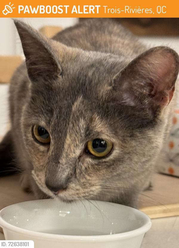 Found/Stray Female Cat last seen St. Denis and rue Laurier , Trois-Rivières, QC 