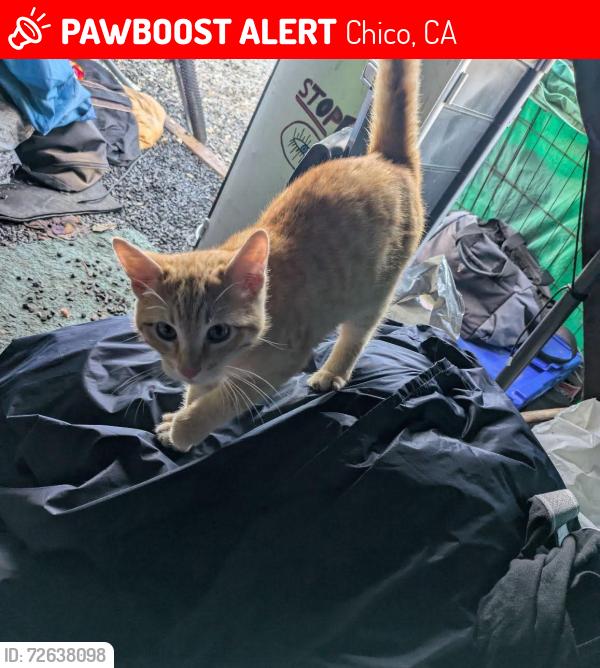 Lost Male Cat last seen Alternative camp , Chico, CA 95973