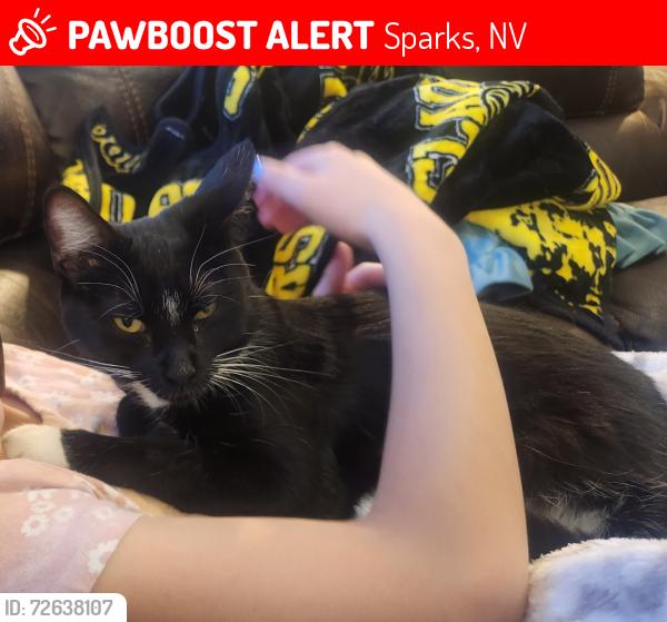 Lost Female Cat last seen Bambey Dr and Abbottswood, Sparks, NV 89436