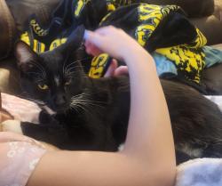 Lost Female Cat last seen Bambey Dr and Abbottswood, Sparks, NV 89436
