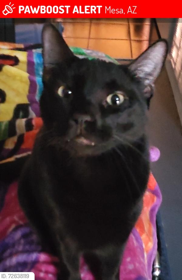 Lost Male Cat last seen Near Southbound just off broadway entrance, Mesa, AZ 85208