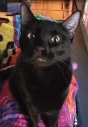 Lost Male Cat last seen Near Southbound just off broadway entrance, Mesa, AZ 85208