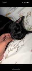 Lost Male Cat last seen Forsyth Country Day School, Lewisville, NC 27023