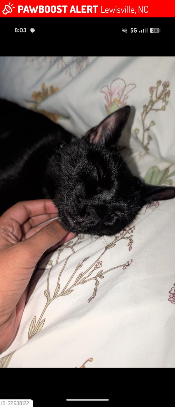 Lost Male Cat last seen Forsyth Country Day School, Lewisville, NC 27023