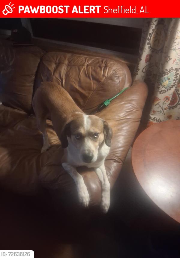 Lost Male Dog last seen Oakwood blvd, Sheffield, AL 35660