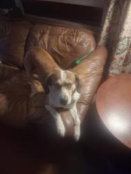Lost Male Dog last seen Oakwood blvd, Sheffield, AL 35660