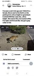 Found/Stray Unknown Cat last seen Greenback, Citrus Heights, CA 95610