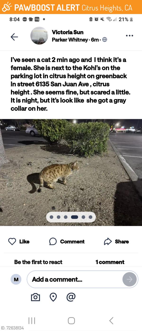 Found/Stray Unknown Cat last seen Greenback, Citrus Heights, CA 95610