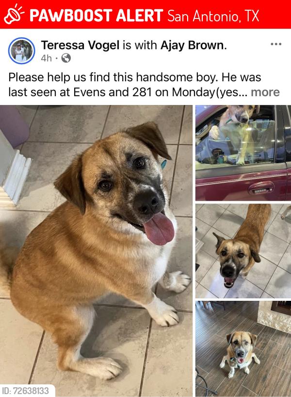 Lost Male Dog last seen 281& Evens rd, San Antonio, TX 78258