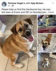 Lost Male Dog last seen 281& Evens rd, San Antonio, TX 78258