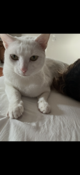Lost Female Cat last seen ion street , Ellenwood, GA 30294