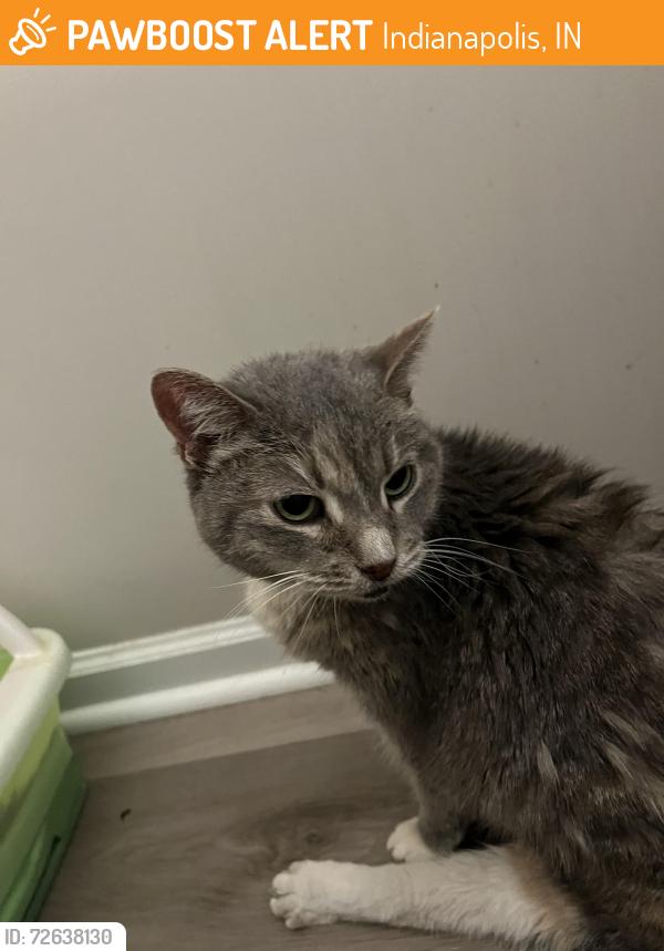 Found/Stray Unknown Cat last seen 62nd and Moller Road, Indianapolis, IN 46268