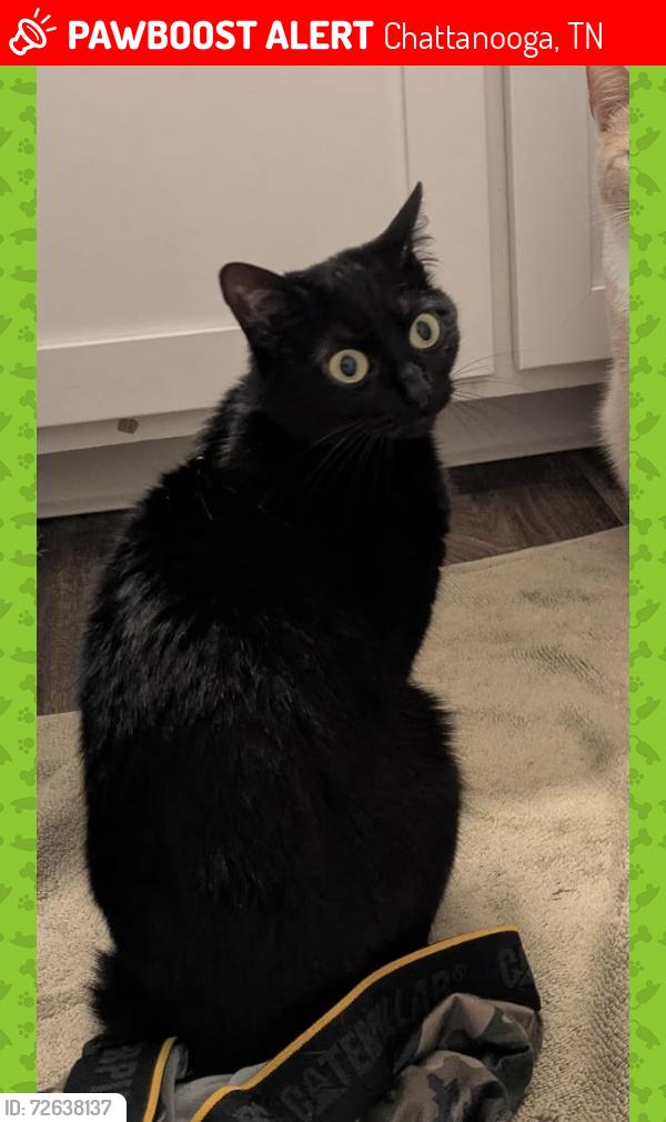 Lost Female Cat last seen Old Hixson Pike, Chattanooga, TN 37343