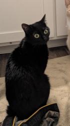 Lost Female Cat last seen Old Hixson Pike, Chattanooga, TN 37343