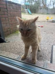 Found/Stray Unknown Cat last seen Near Riverwood Drive, Nashville, TN 37216