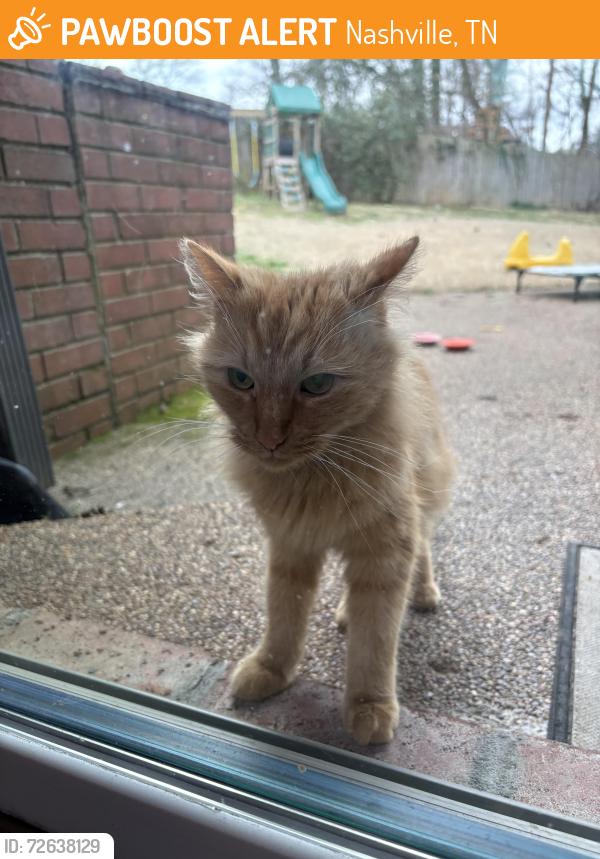 Found/Stray Unknown Cat last seen Near Riverwood Drive, Nashville, TN 37216