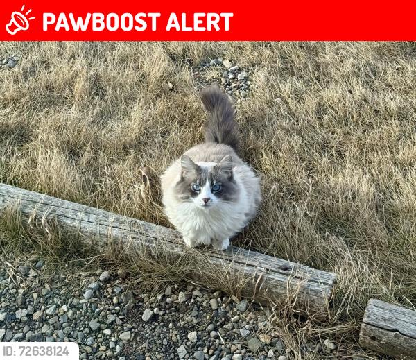 Lost Female Cat last seen CatNaps Boarding Exclusively for Cats, Foothills County, AB T1S 7A1