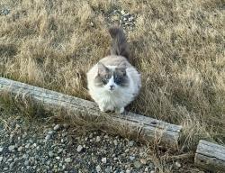 Lost Female Cat last seen CatNaps Boarding Exclusively for Cats, Foothills County, AB T1S 7A1
