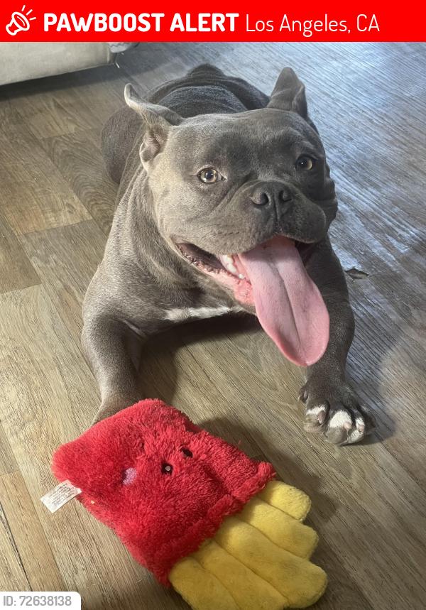 Lost Female Dog last seen Bayview ave an opp, Los Angeles, CA 90744