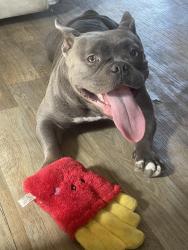 Lost Female Dog last seen Bayview ave an opp, Los Angeles, CA 90744