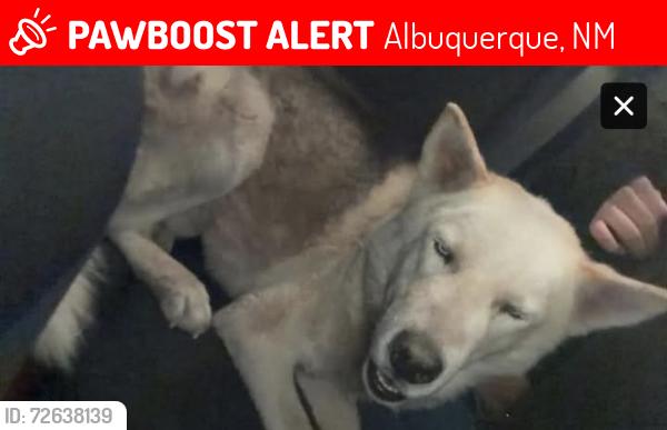 Lost Male Dog last seen Lousinana and Trumbill, Albuquerque, NM 87102