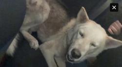 Lost Male Dog last seen Lousinana and Trumbill, Albuquerque, NM 87102